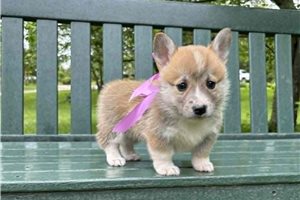 Jenny - Corgi, Pembroke Welsh for sale