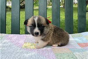 Jiminy - Pembroke Welsh Corgi for sale