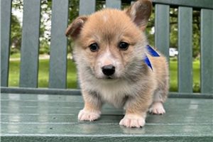 Jett - Corgi, Pembroke Welsh for sale