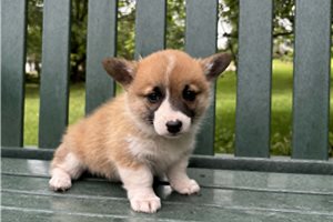 Katie - Corgi, Pembroke Welsh for sale