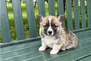 Jiminy - Corgi, Pembroke Welsh for sale