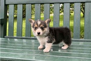Iris - Corgi, Pembroke Welsh for sale