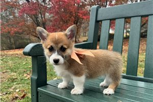 Henri - Corgi, Pembroke Welsh for sale