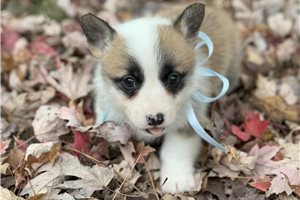 Humphrey - puppy for sale