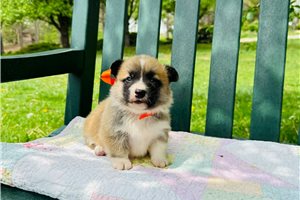 Johnny - Pembroke Welsh Corgi for sale