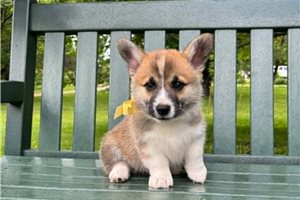 Jiminy - Pembroke Welsh Corgi for sale