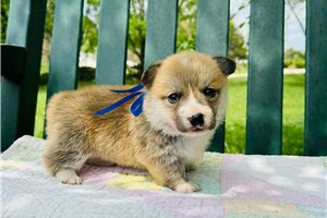 Jett - Pembroke Welsh Corgi for sale
