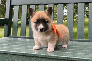 Johnny - Corgi, Pembroke Welsh for sale