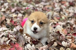 Hazel - puppy for sale