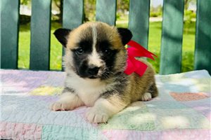 Jill - puppy for sale