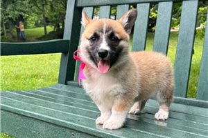 Jill - Pembroke Welsh Corgi for sale