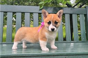 Katie - Corgi, Pembroke Welsh for sale