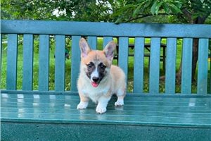 Johnny - Corgi, Pembroke Welsh for sale