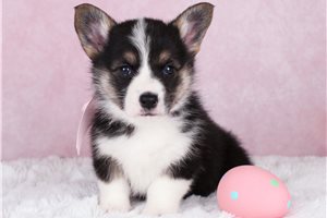 Laurel - puppy for sale
