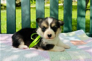 Iris - Corgi, Pembroke Welsh for sale