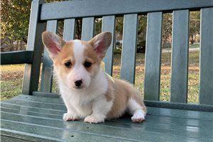 Hank - puppy for sale