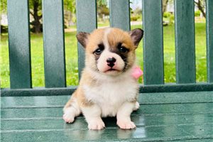 Isabelle - puppy for sale