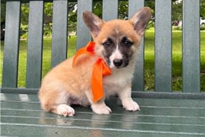 Johnny - Corgi, Pembroke Welsh for sale