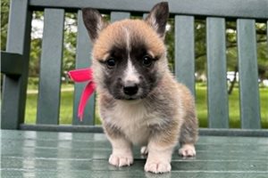 Jill - Pembroke Welsh Corgi for sale
