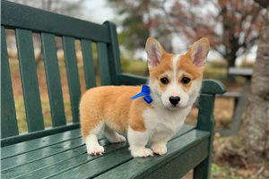 Higgins - puppy for sale