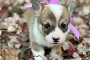 Hillary - puppy for sale