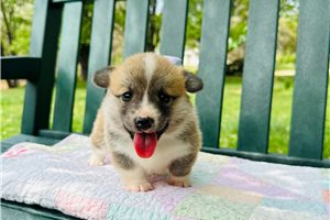 Jenny - puppy for sale