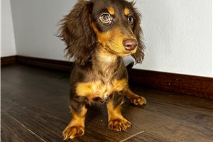 Emma - Dachshund, Mini for sale