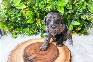 Kingston - Poodle, Miniature for sale
