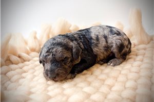 Kingston - Poodle, Miniature for sale