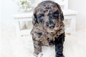 Kingston - Poodle, Miniature for sale