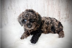 Kingston - Poodle, Miniature for sale