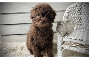 Fudge - Miniature Poodle for sale