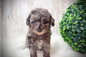 Knox - Poodle, Toy for sale