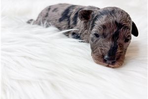 Knox - Toy Poodle for sale