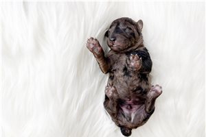 Kingston - Poodle, Miniature for sale