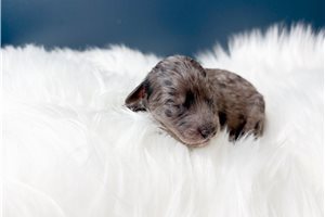 Kevin - Poodle, Miniature for sale