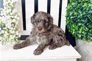 Kevin - Poodle, Toy for sale