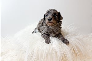 Kevin - Poodle, Toy for sale