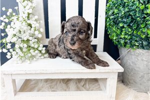 Knox - Toy Poodle for sale