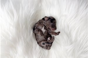 Knox - Poodle, Miniature for sale