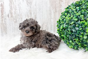 Kevin - Poodle, Toy for sale