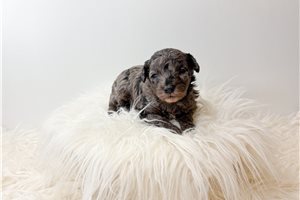 Knox - Poodle, Toy for sale