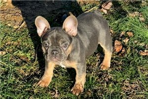 Raelynn - French Bulldog for sale