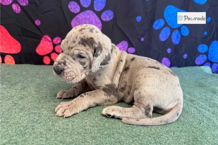 Chet, male Great Dane puppy for sale