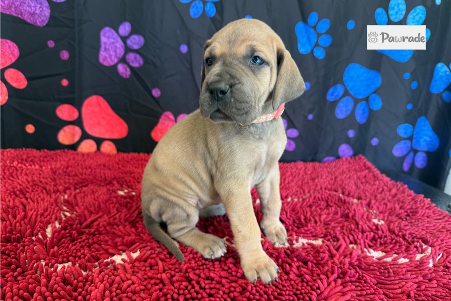 Cleo - Great Dane for sale