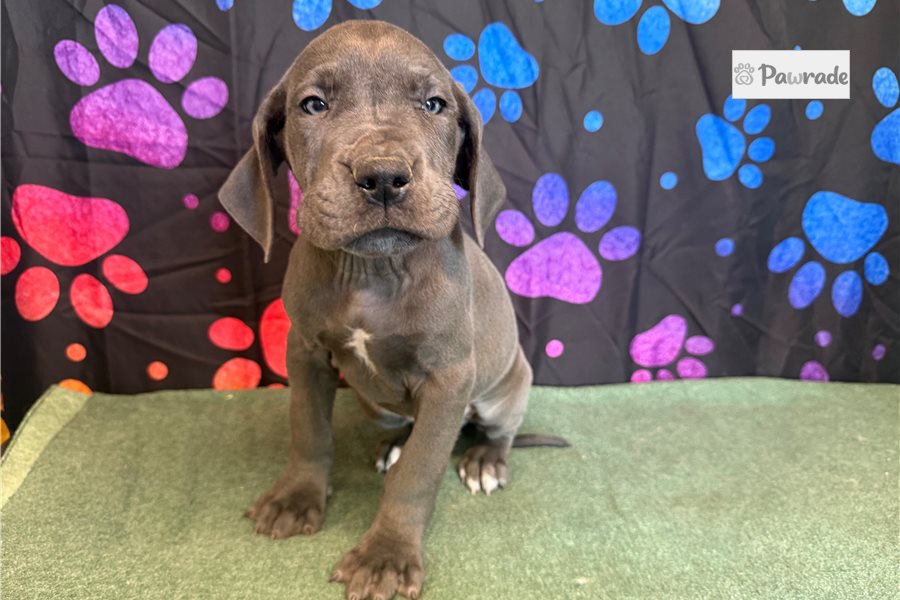 Blair - Great Dane for sale