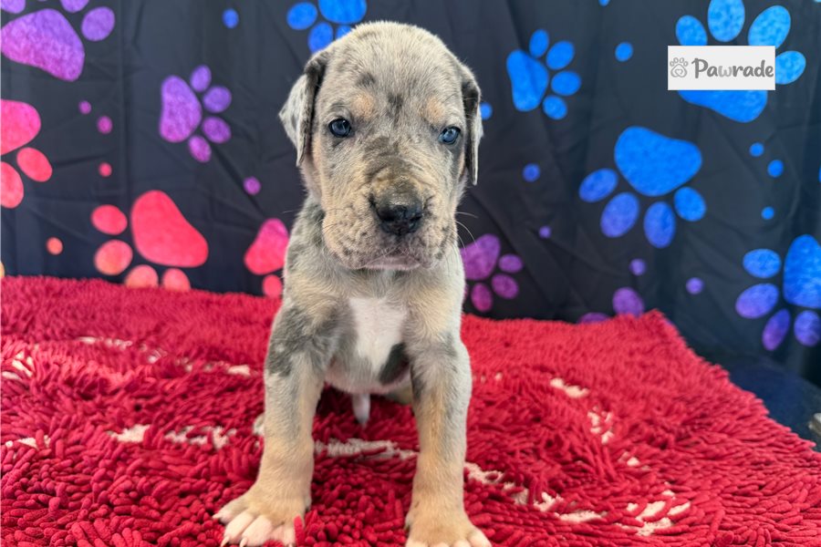 Cyrus - Great Dane for sale