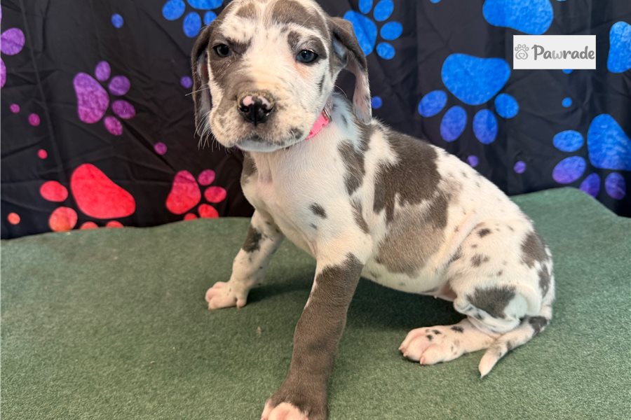 Blakely - Great Dane for sale
