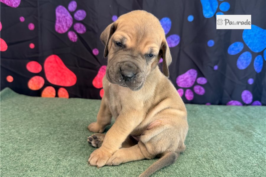 Cleo - Great Dane for sale