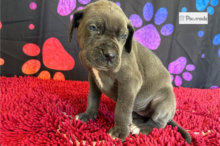 Ciara - Great Dane for sale